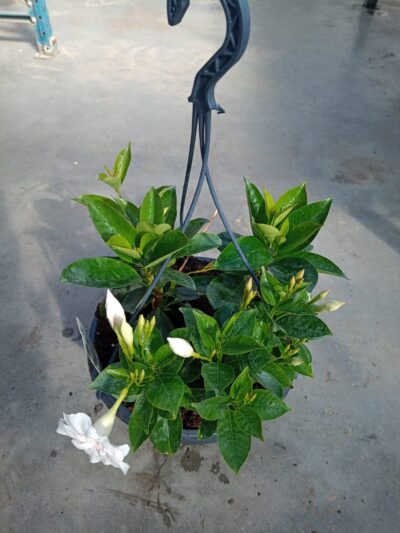 Hangpot 27cm DIPLADENIA WHITE