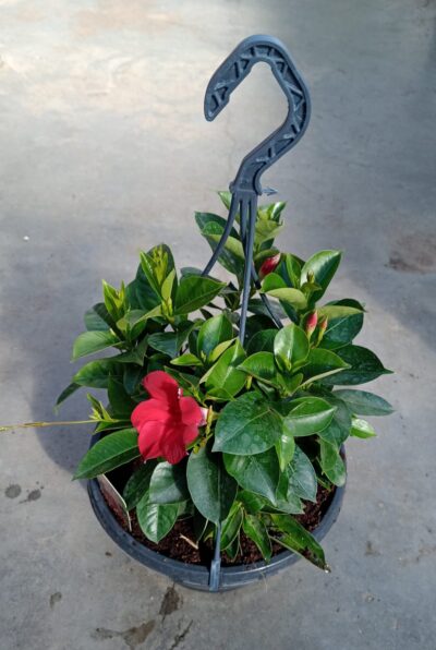 Hangpot 27cm DIPLADENIA RED