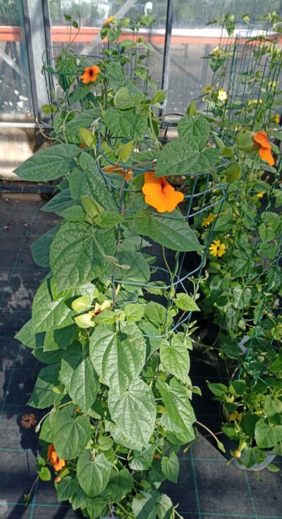 THUNBERGIA ORANGE/SUZANNE-MET-DE-MOOIE-OGEN