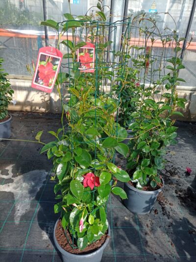 DIPLADENIA RED
