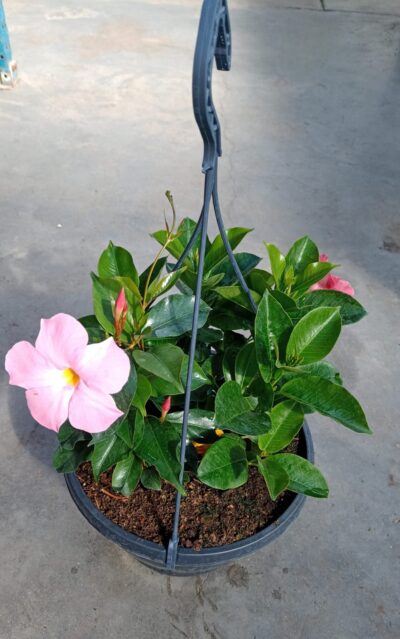 Hangpot 27cm DIPLADENIA PINK