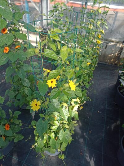 THUNBERGIA YELLOW/SUZANNE-MET-DE-MOOIE-OGEN
