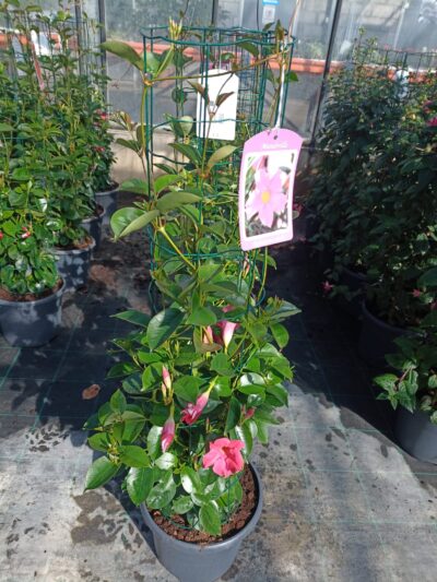 DIPLADENIA PINK