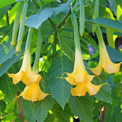 BRUGMANSIA/TROMPETBLOEM, ENGELENTROMPET - YELLOW