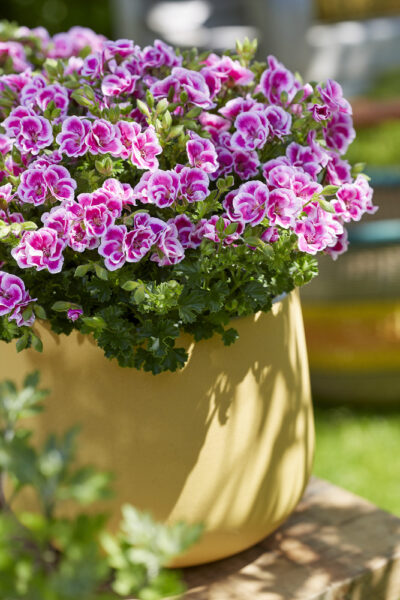 PELARGONIUM 'ANGELEYES ANGEL FAY' - MINI GERANUIMS