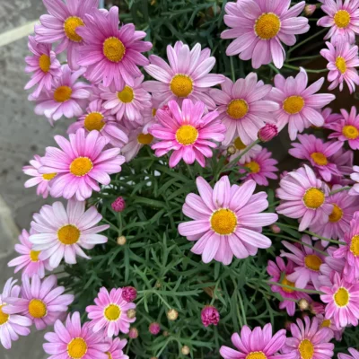 ARGYRANTHEMUM FRUTESCENS/ STRUIKMARGRIET ROSE