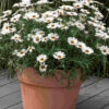 ARGYRANTHEMUM FRUTESCENS/ STRUIKMARGRIET 'IVORY HALO'