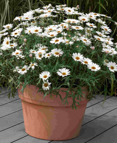 ARGYRANTHEMUM FRUTESCENS/ STRUIKMARGRIET 'IVORY HALO'