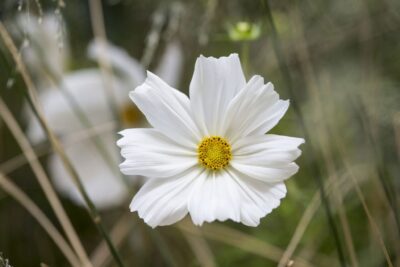 COSMOS BIPANNATUS ‘SONATA WHITE’/COSMOS - Afbeelding 2