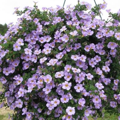 BACOPA/TAPIJTBLOEM 'GREAT BLUE'