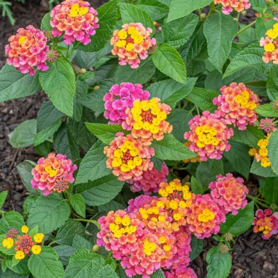 LANTANA CAMARA/WISSELBLOEM 'BANDANA CHERRY'