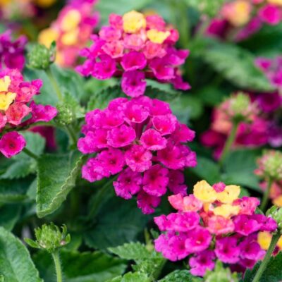 LANTANA CAMARA/WISSELBLOEM 'BANDANA CHERRY' - Afbeelding 2