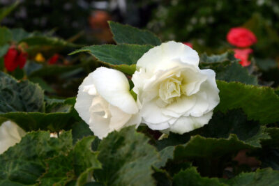 BEGONIA X TUBERHYBRIDA/KNOLBEGONIA WHITE