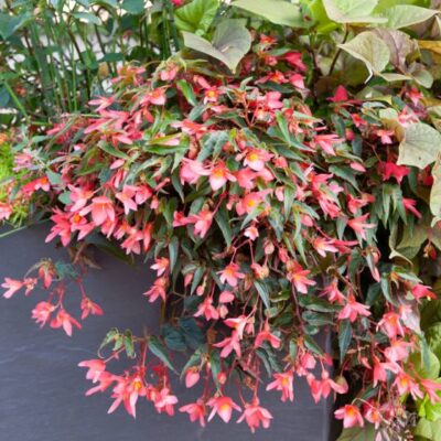 BEGONIA BOLIVIENSIS/BOLIVIAANSE BEGONIA ROSE - Afbeelding 2