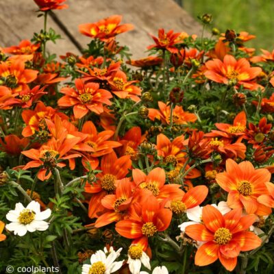 BIDENS/TANDZAAD RED-ORANGE