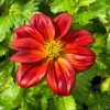 BIDENS/TANDZAAD RED-ORANGE - Afbeelding 2