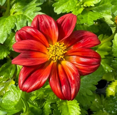 BIDENS/TANDZAAD RED-ORANGE - Afbeelding 2