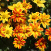 BIDENS/TANDZAAD ORANGE-YELLOW STAR