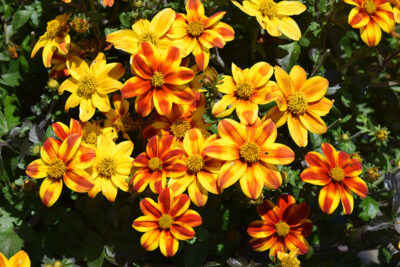 BIDENS/TANDZAAD ORANGE-YELLOW STAR