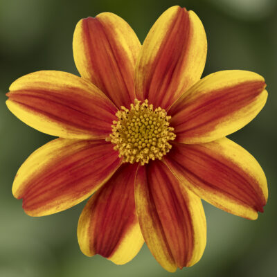 BIDENS/TANDZAAD ORANGE-YELLOW STAR - Afbeelding 2