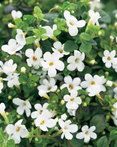 BACOPA/TAPIJTBLOEM 'CABANA WHITE'