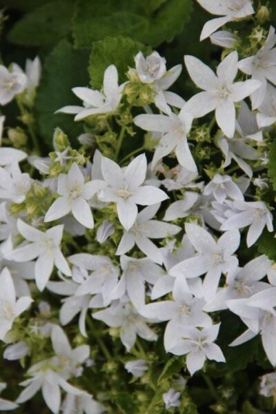 CAMPANULA/KLOKJESBLOEM 'WHITE'