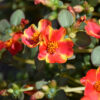 PORTULACA GRANDIFLORA/PORTULAK, POSTELEIN 'CAMPINO TWIST RED'