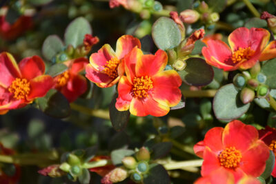 PORTULACA GRANDIFLORA/PORTULAK, POSTELEIN 'CAMPINO TWIST RED'