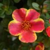 PORTULACA GRANDIFLORA/PORTULAK, POSTELEIN 'CAMPINO TWIST RED' - Afbeelding 2