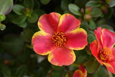 PORTULACA GRANDIFLORA/PORTULAK, POSTELEIN 'CAMPINO TWIST RED' - Afbeelding 2