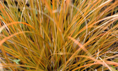 CAREX TESTAEA 'PRAIRIE FIRE'/ZEGGE