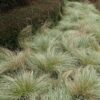 CAREX COMANS 'FROSTED CURLS'/ZEGGE - Afbeelding 2