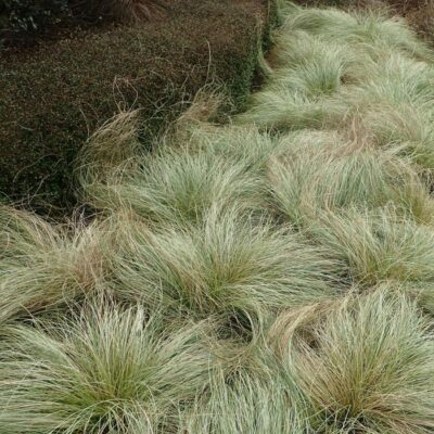 CAREX COMANS 'FROSTED CURLS'/ZEGGE - Afbeelding 2