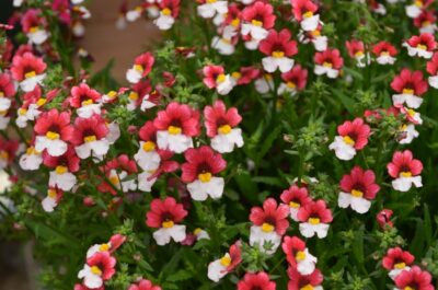 NEMESIA/ELFENSPIEGEL 'SUNSATIA PLUS CHERRY ON ICE'