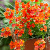 NEMESIA/ELFENSPIEGEL 'SUNSATIA PLUS CLEMENTINE' - Afbeelding 2