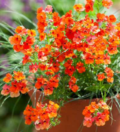 NEMESIA/ELFENSPIEGEL 'SUNSATIA PLUS CLEMENTINE' - Afbeelding 2