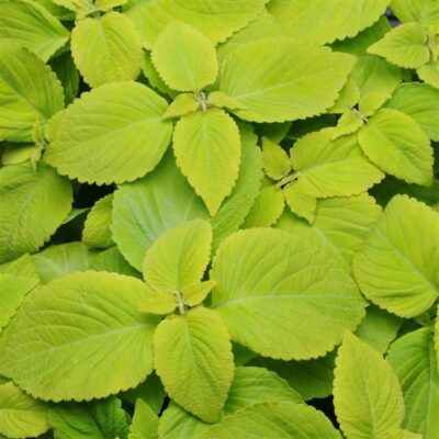 COLEUS 'LIME'/SIERNETEL - Afbeelding 2