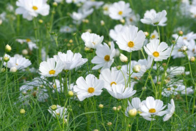 COSMOS BIPANNATUS ‘SONATA WHITE’/COSMOS
