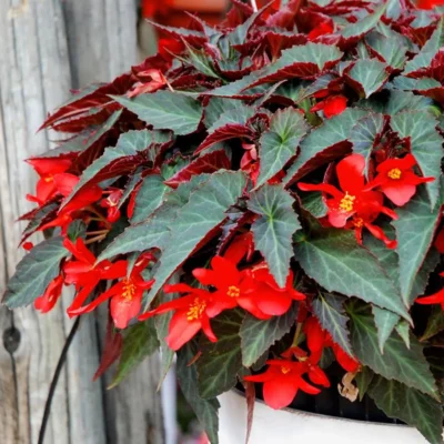 BEGONIA BOLIVIENSIS/BOLIVIAANSE BEGONIA RED - Afbeelding 3