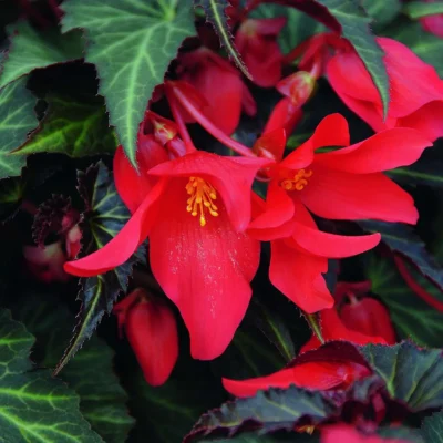 BEGONIA BOLIVIENSIS/BOLIVIAANSE BEGONIA RED - Afbeelding 4
