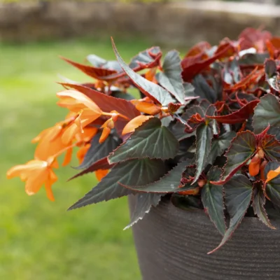 BEGONIA BOLIVIENSIS/BOLIVIAANSE BEGONIA ORANGE - Afbeelding 2