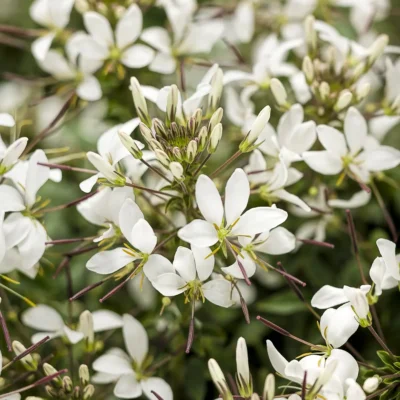 CLEOME SENORITA 'BLANCA'/KATTESNOR