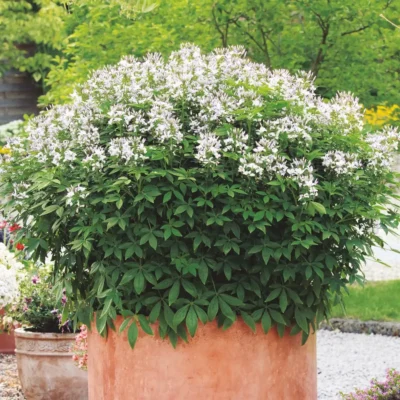 CLEOME SENORITA 'BLANCA'/KATTESNOR - Afbeelding 4