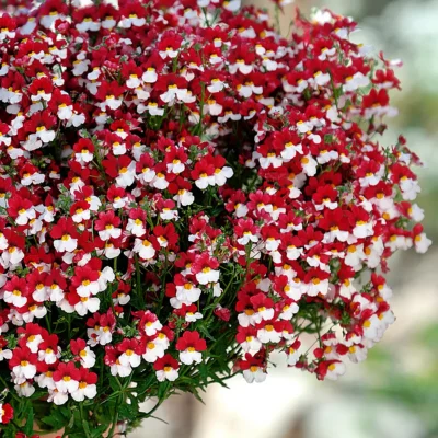 NEMESIA/ELFENSPIEGEL 'SUNSATIA PLUS CHERRY ON ICE' - Afbeelding 2