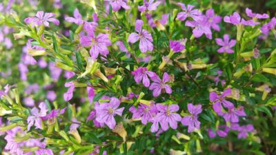 CUPHEA HYSSOPIFOLIA/MEXICAANSE HEIDE PURPLE - Afbeelding 2