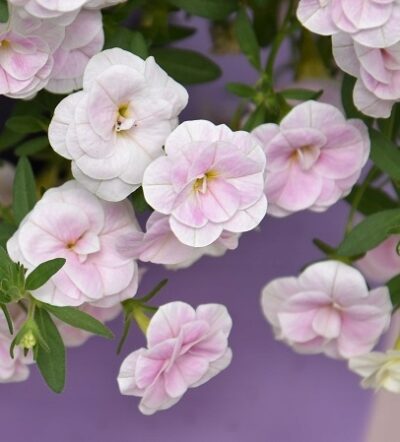 .DOUBLE PASTEL PINK