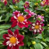 DAHLIA GOLDALIA ROSE/WHITE - Afbeelding 2