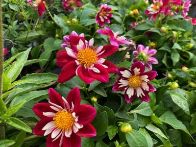 DAHLIA GOLDALIA ROSE/WHITE - Afbeelding 2