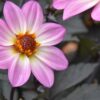 DAHLIA HAPPY DAYS PINK