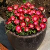 DELOSPERMA/IJSBLOEM RED - Afbeelding 2